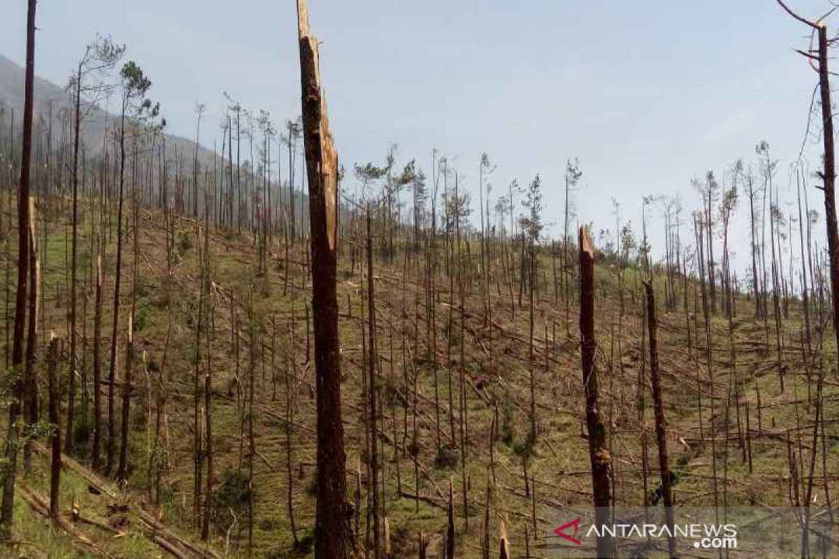 Angin kencang, ribuan pohon pinus Gunung Merbabu patah dan tumbang