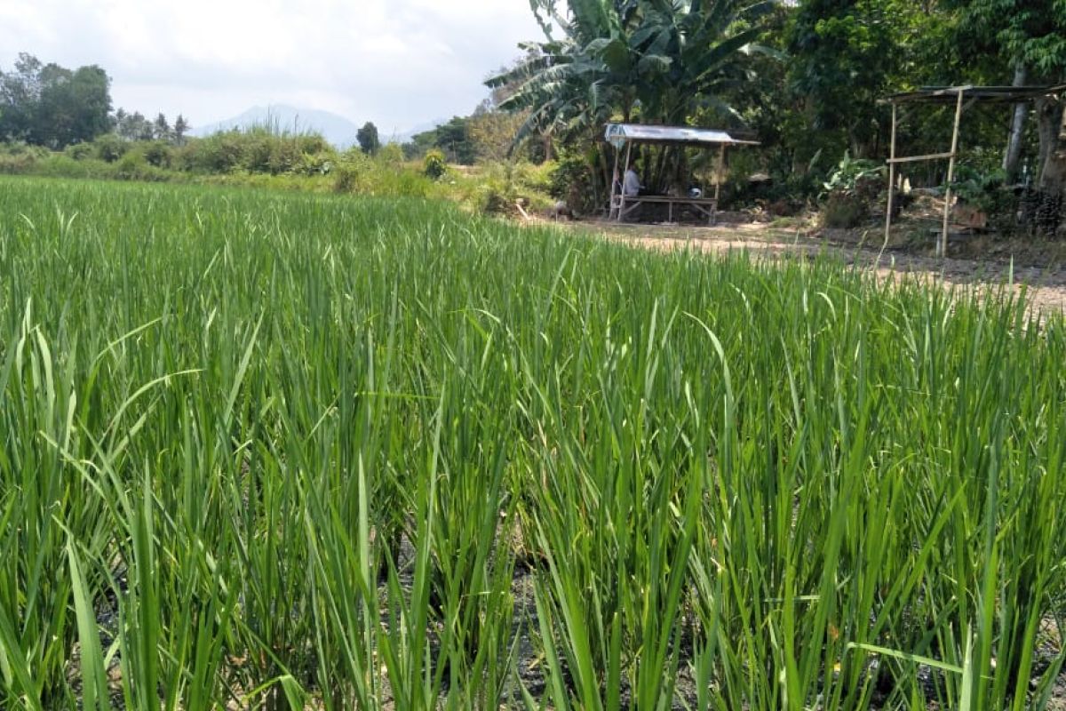 Perbaikan bendungan memicu hektaran sawah Mataram terancam kekeringan