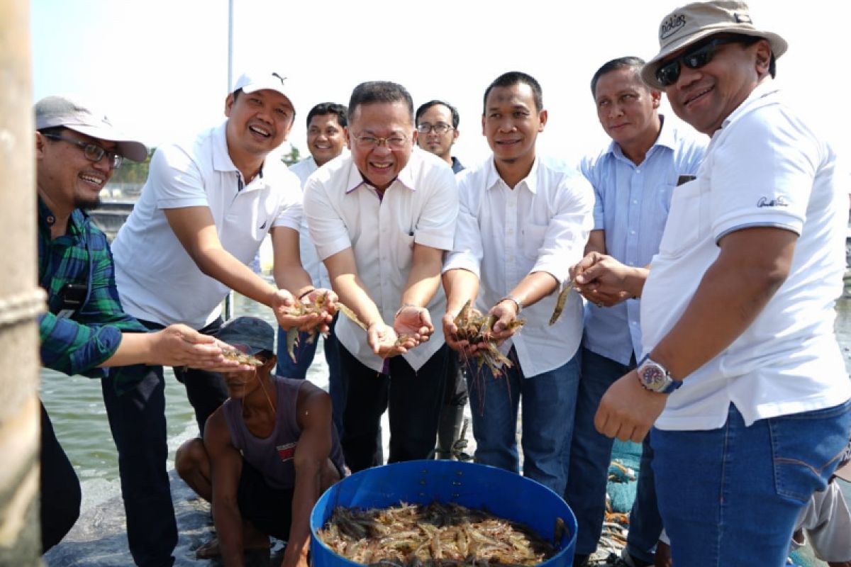 PTPN IX panen raya udang vaname di Pemalang