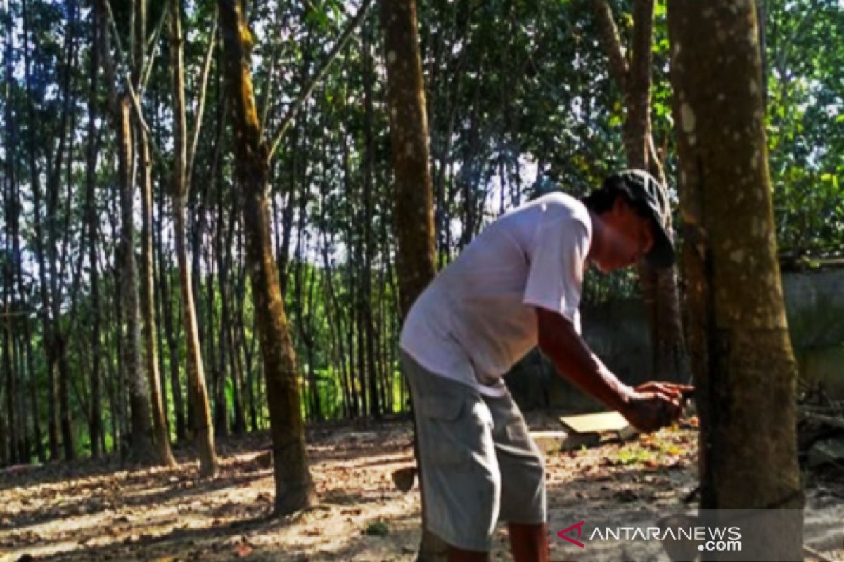 Petani Desa Kambitin keluhkan harga karet menurun