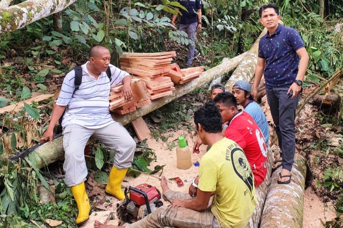 Tim gabungan kepung penebang hutan di Cagar Alam Maninjau, empat orang tersangka