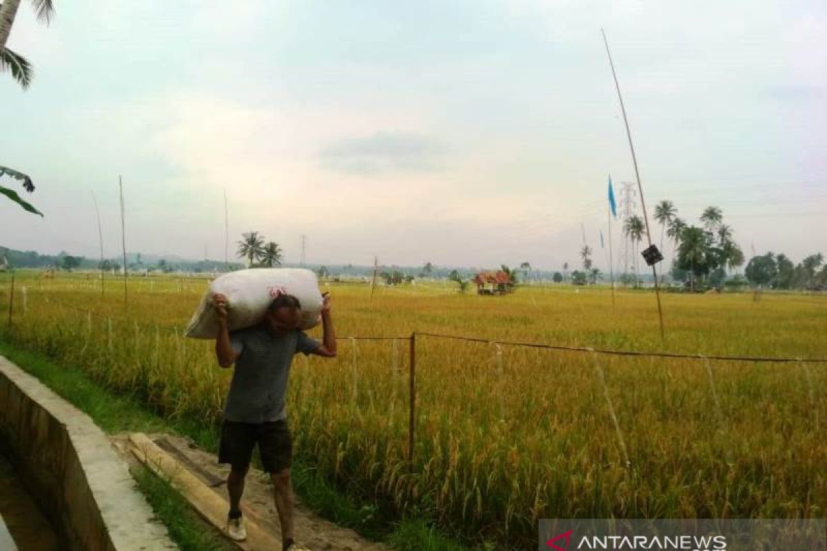 Hasil petani Tapanuli Selatan yang bersawah di Tapanuli Tengah meningkat