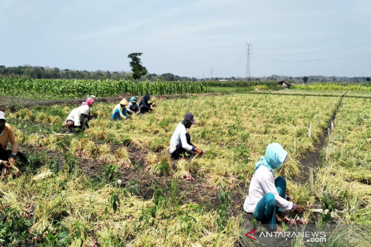 Petani bawang merah Kulon Progo panen raya (VIDEO)