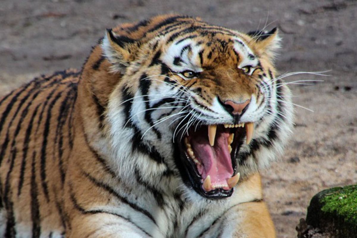 Harimau memangsa hewan ternak warga di Bahorok