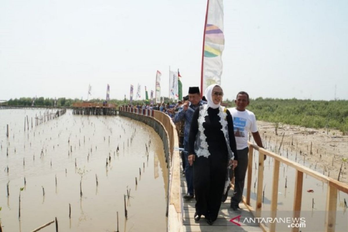 Pertamina "sulap" bibir pantai yang tergerus abrasi jadi wisata edukasi mangrove