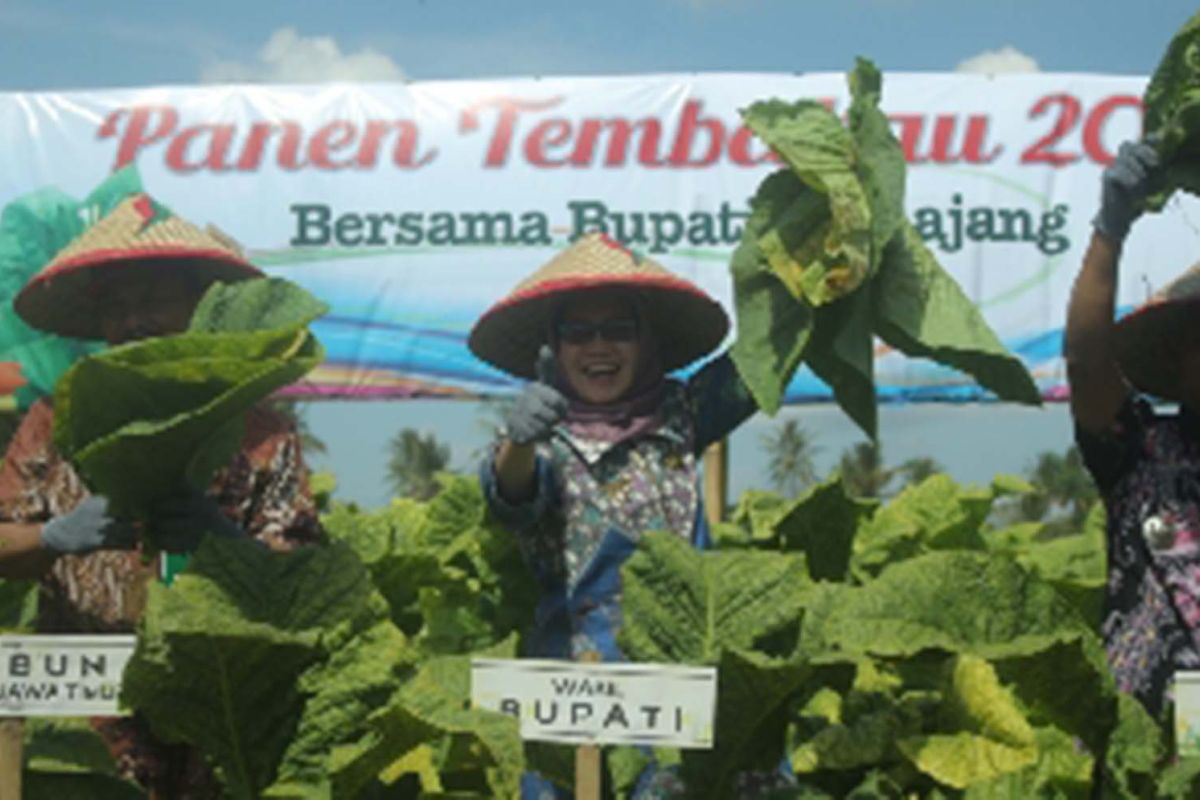 Pemkab Lumajang fasilitasi petani jaga kualitas dan pemasaran tembakau