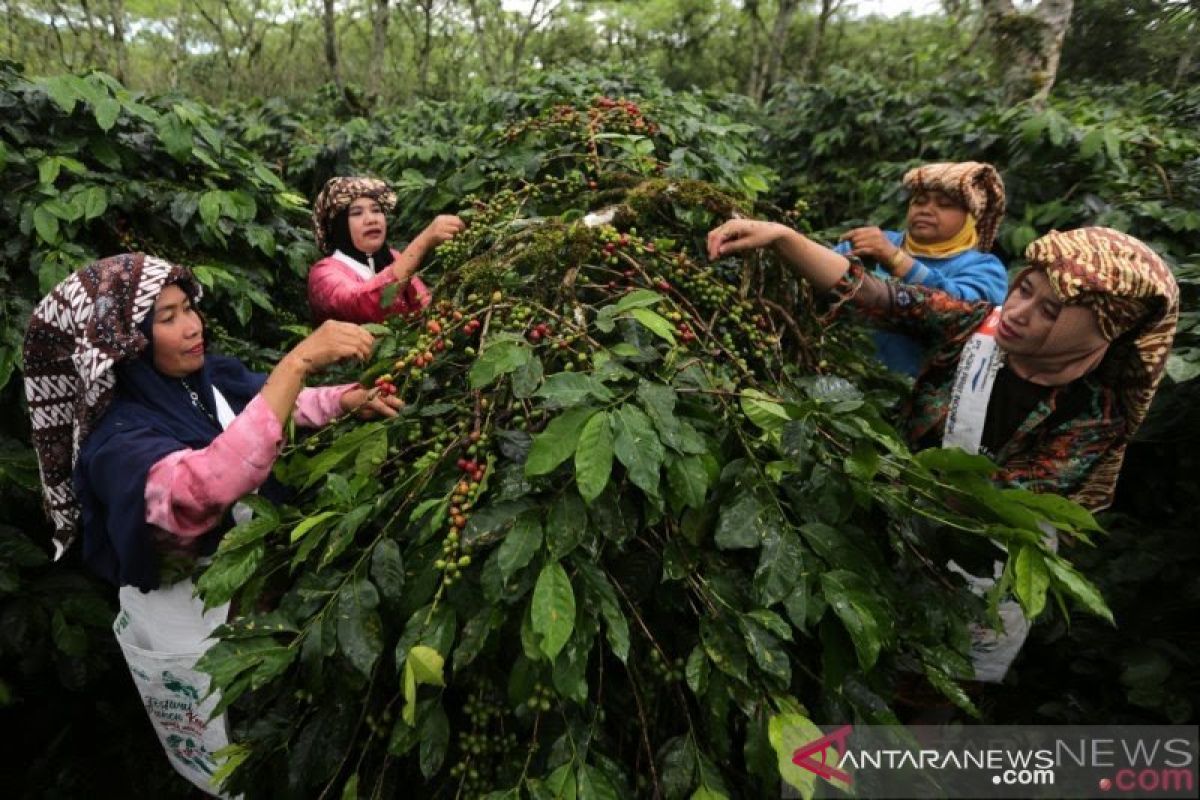 Distanbun Aceh pastikan kopi arabica Gayo masih organik