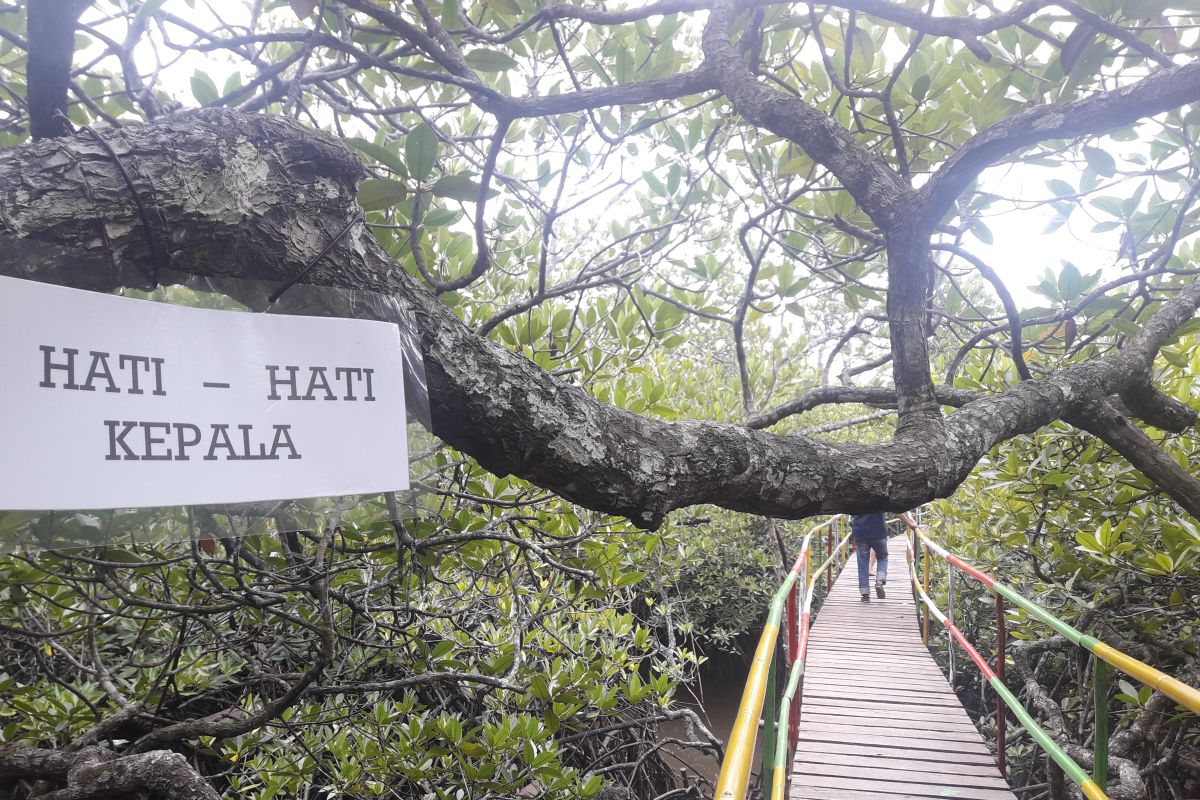 Semakin Menarik, Taman Wisata Mangrove Bakal Dilengkapi Menara Pantau