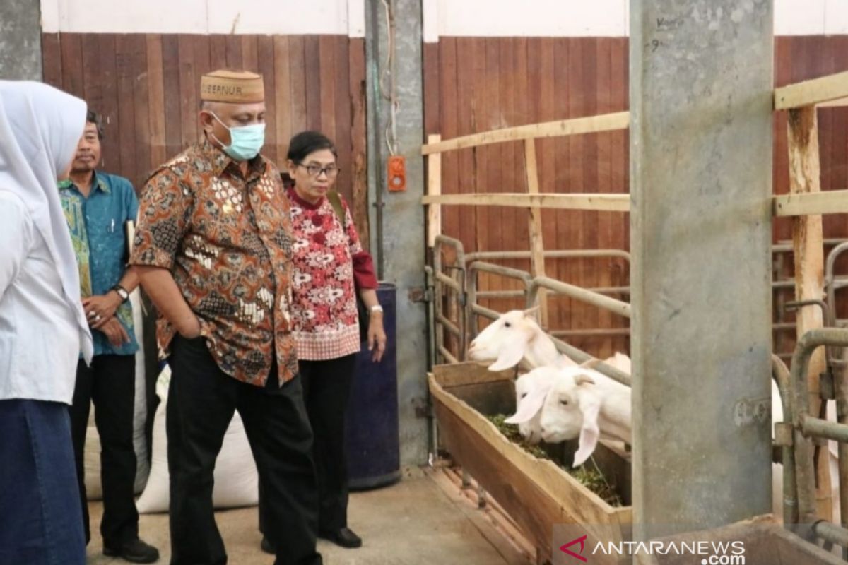 Gorontalo kembangkan peternakan kambing pedaging