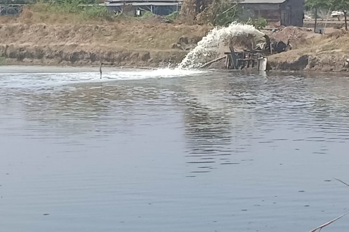 Airnya terlalu asin petani tambak Sidoarjo takut menebar benih udang