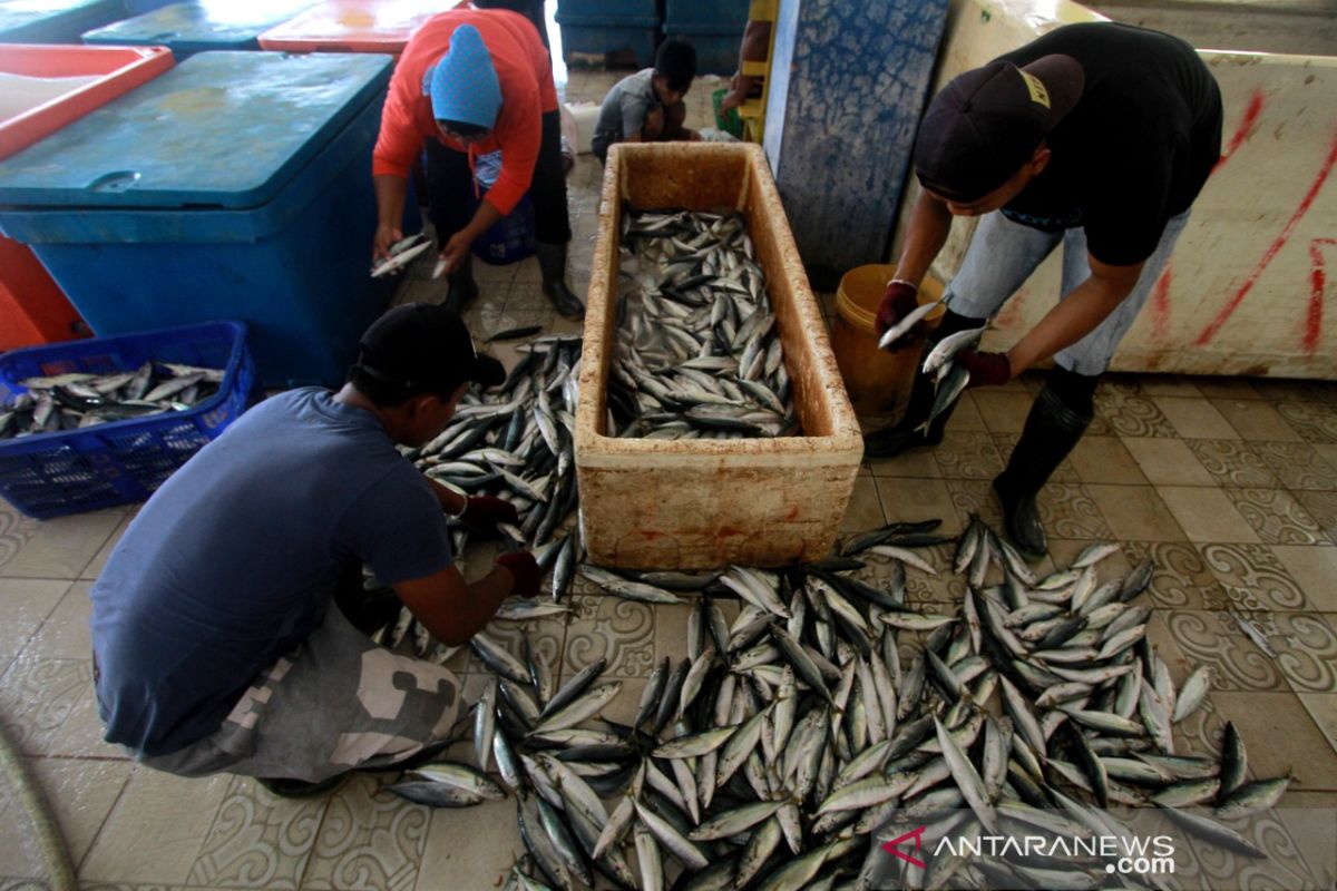 Produksi ikan di Gorontalo melimpah sebabkan harga turun