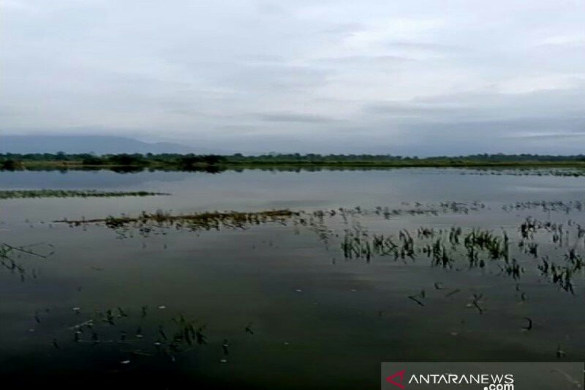 Puluhan hektare sawah di Tapanuli Selatan terendam banjir