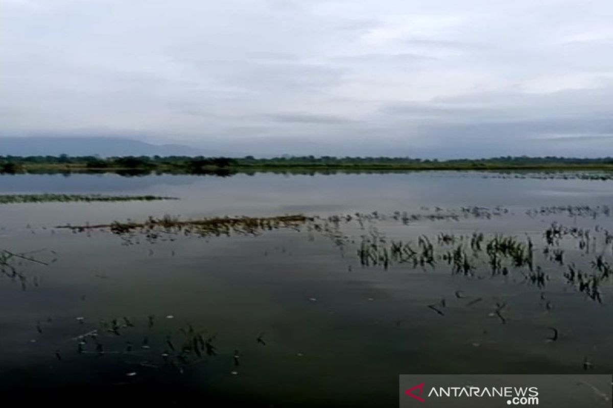 Puluhan hektare sawah di Tapsel terendam banjir