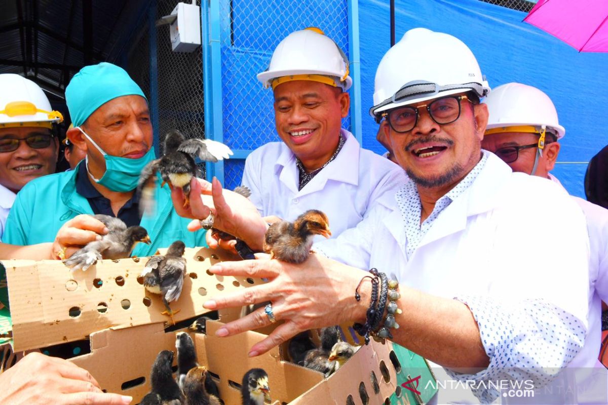 Mentan SYL ingin Makassar kembangkan bibit ayam DOC secara mandiri