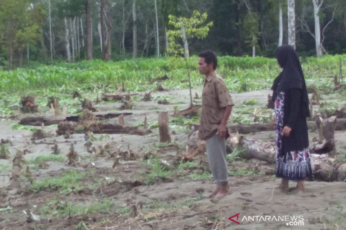 Ratusan hektare tanaman padi dan jagung terendam akibat banjir di Aceh Jaya