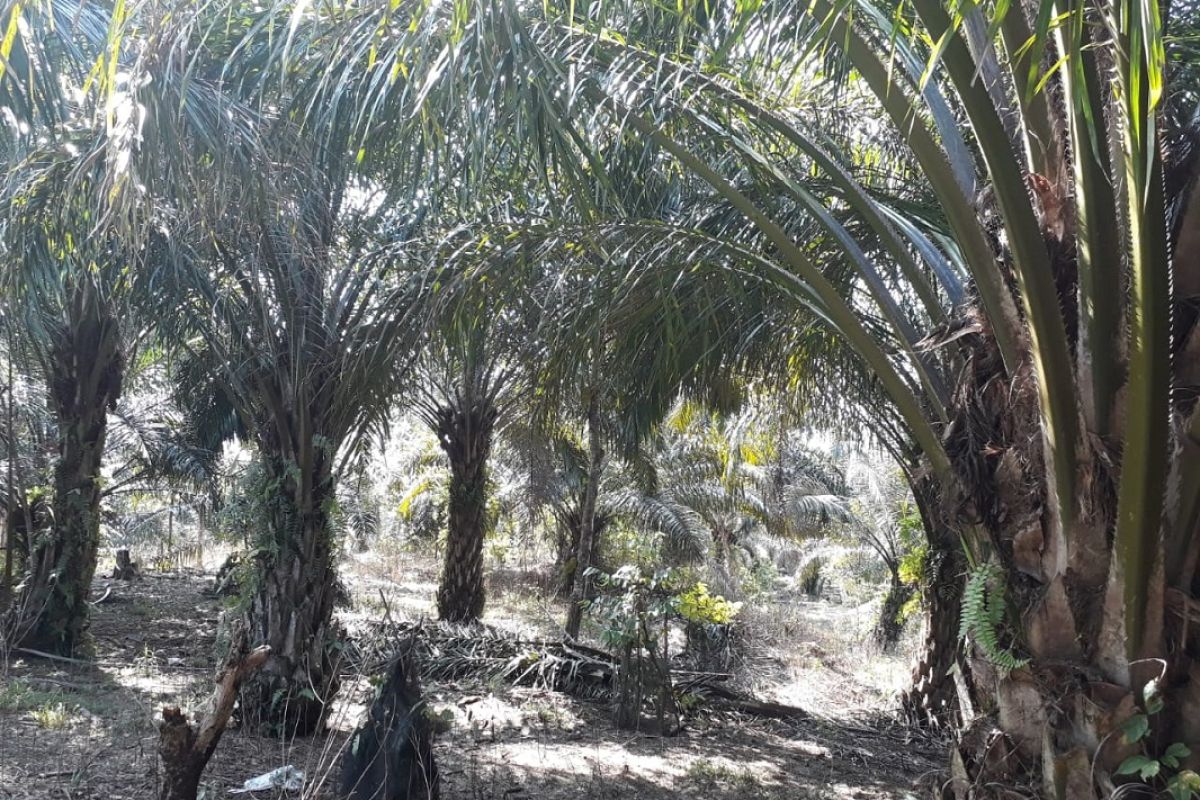 Pemilik kebun sawit di Mukomuko terima dana peremajaan sawit