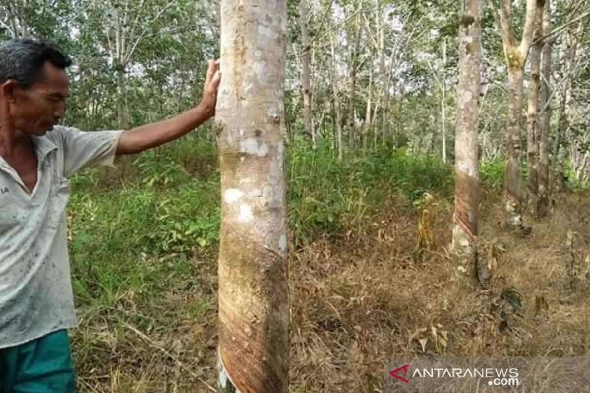 Harga karet tingkat petani di Aceh Barat masih rendah Rp7.000/Kg