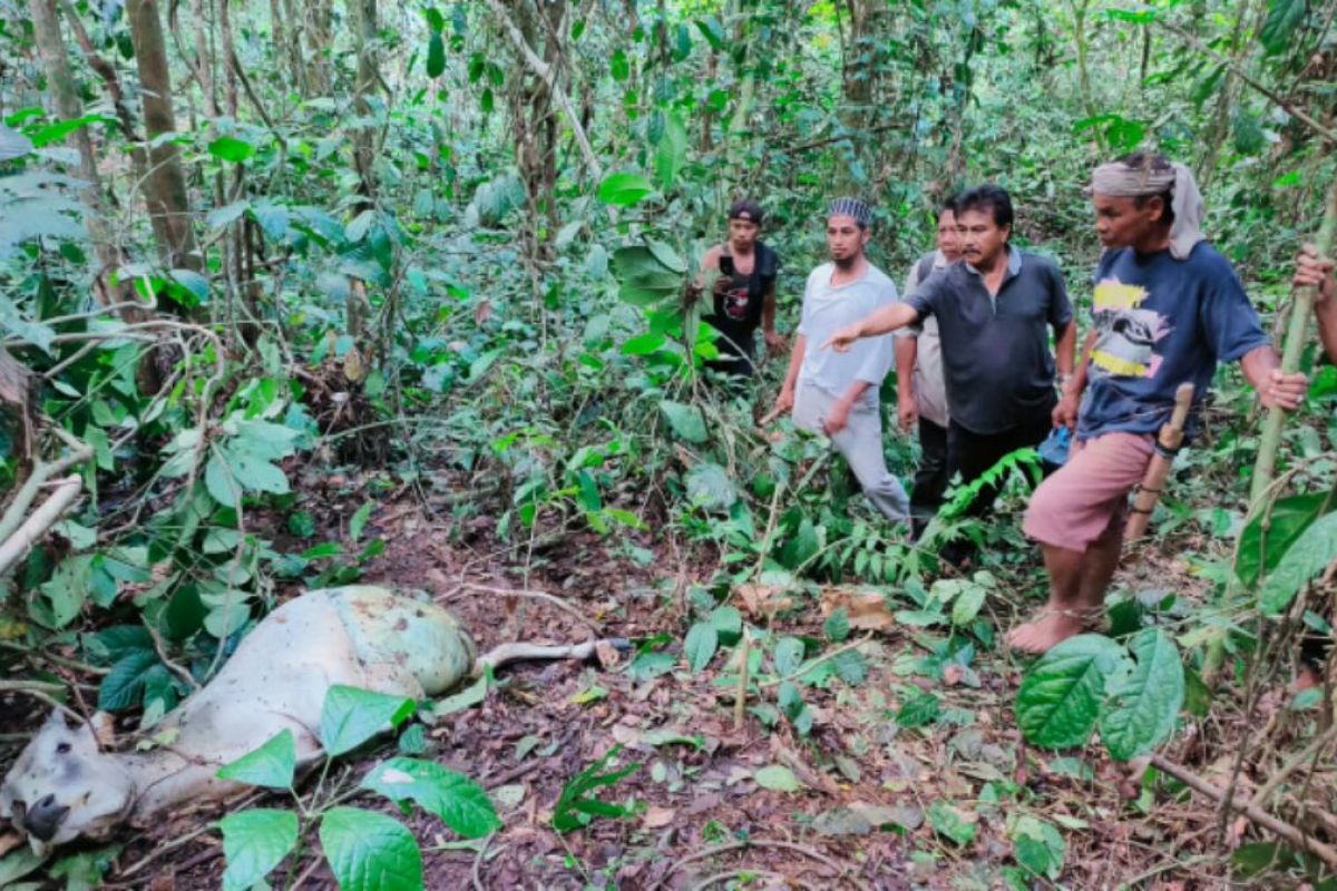 Untuk kedua kalinya, lembu warga Bahorok Langkat dimangsa harimau