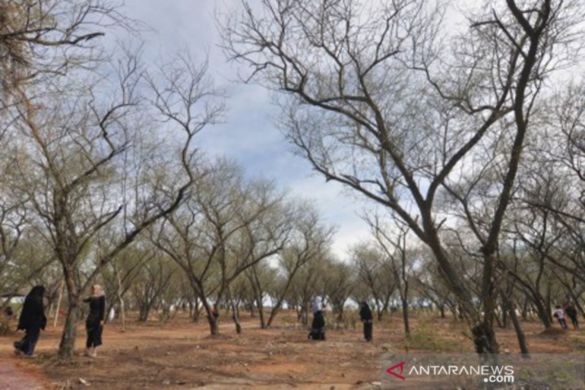 Pengembangan Hutan Kota Kaombona Palu butuh dana Rp300 miliar