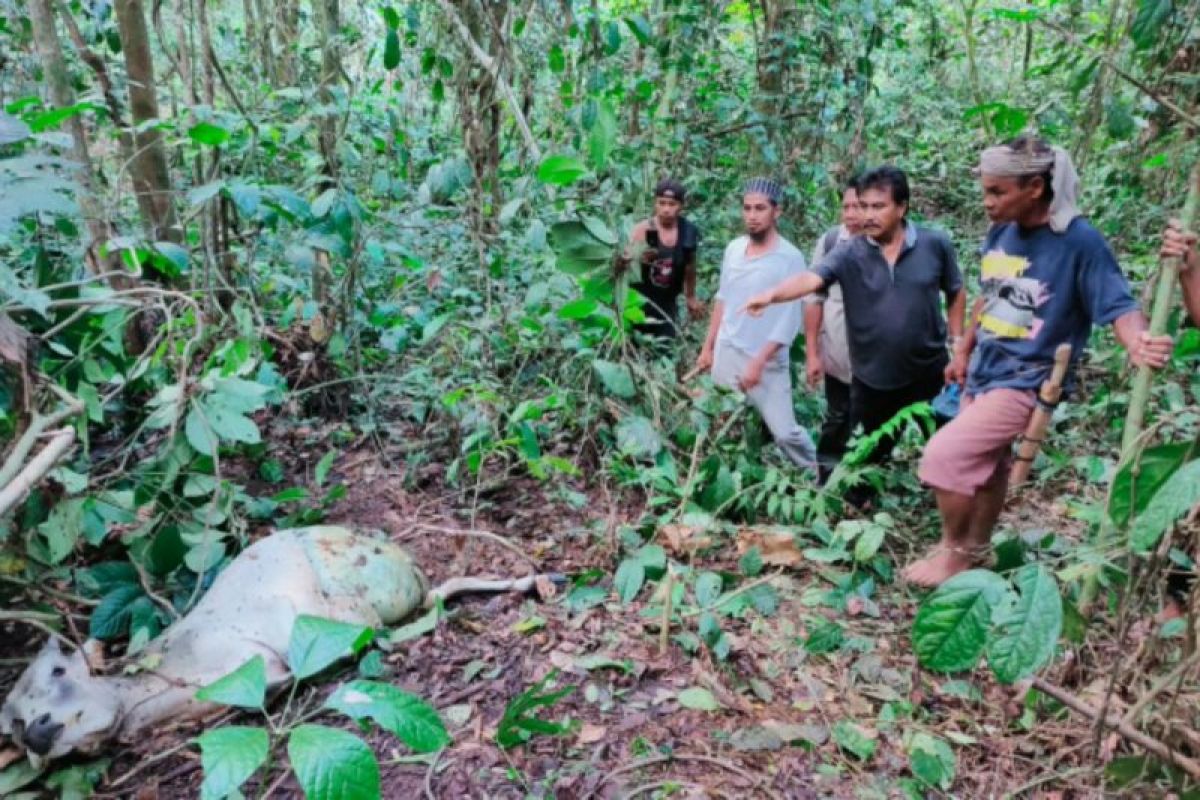 Warga ketakutan saat Harimau masuk ke kebun di Bahorok