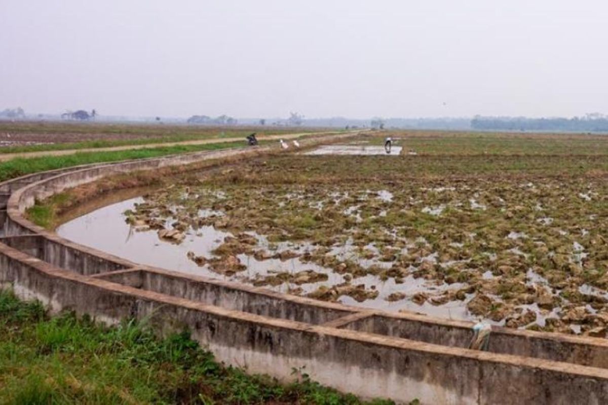 Petani Tanjabbar sambut hujan dengan menanam padi