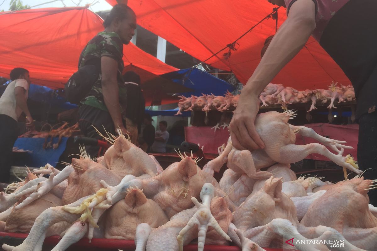 Harga ayam potong naik hingga Rp55.000 per ekor