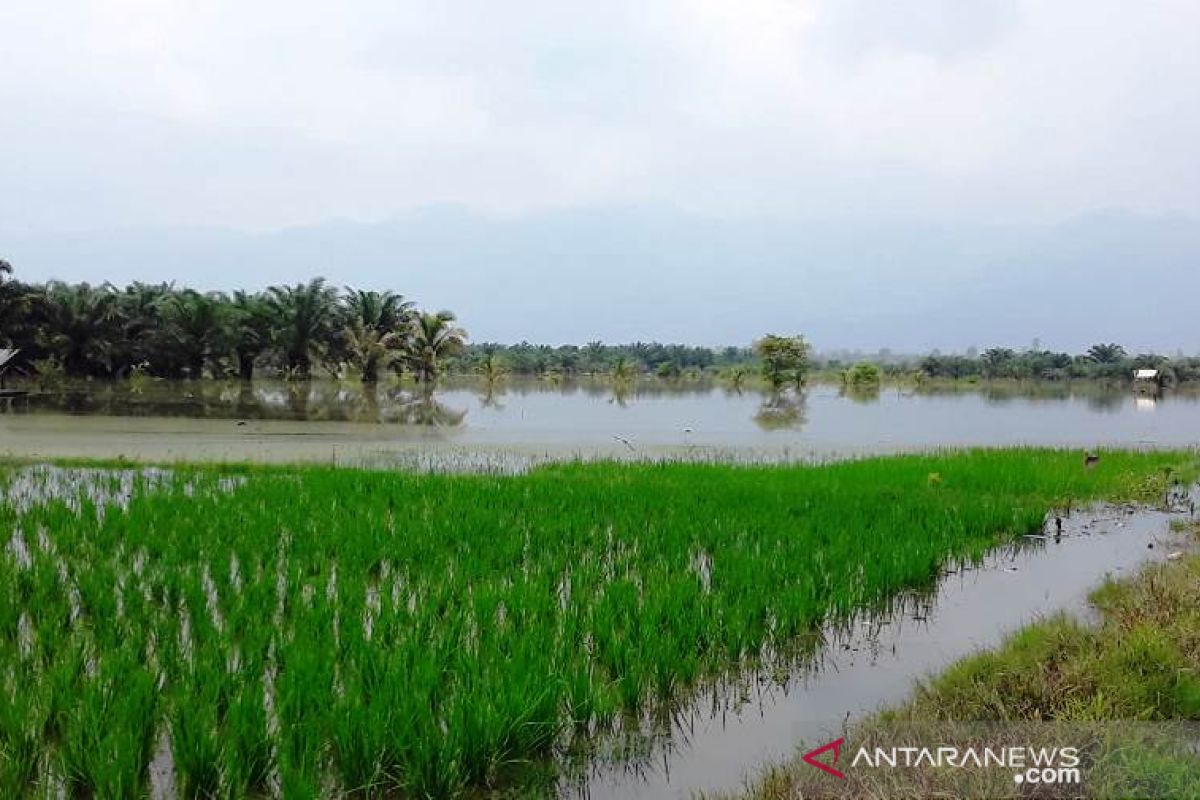 Ini lokasi 240 hektare areal sawah tergenang dampak luapan Sungai Batang Angkola Tapsel