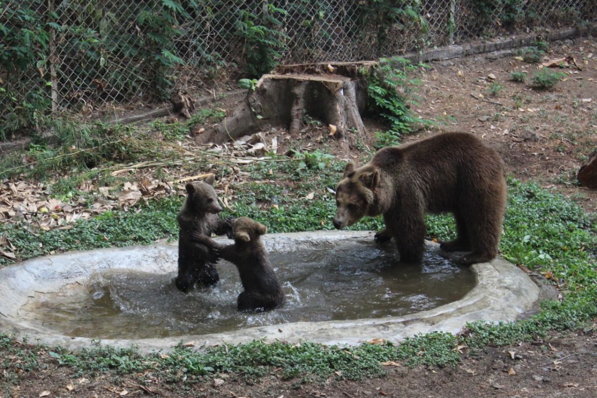 Koleksi beruang cokelat Taman Safari Prigen bertambah