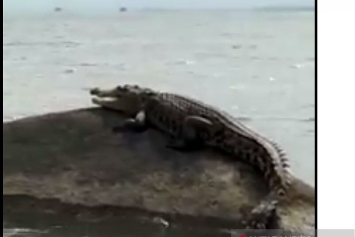 Ada buaya di perairan Pantai Putat