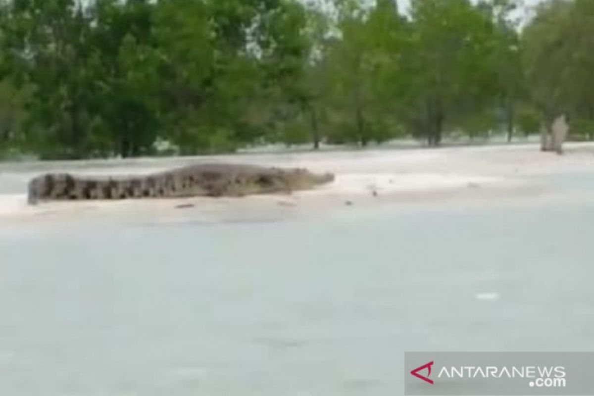 BKSDA sebut habitat buaya di Babel semakin sempit