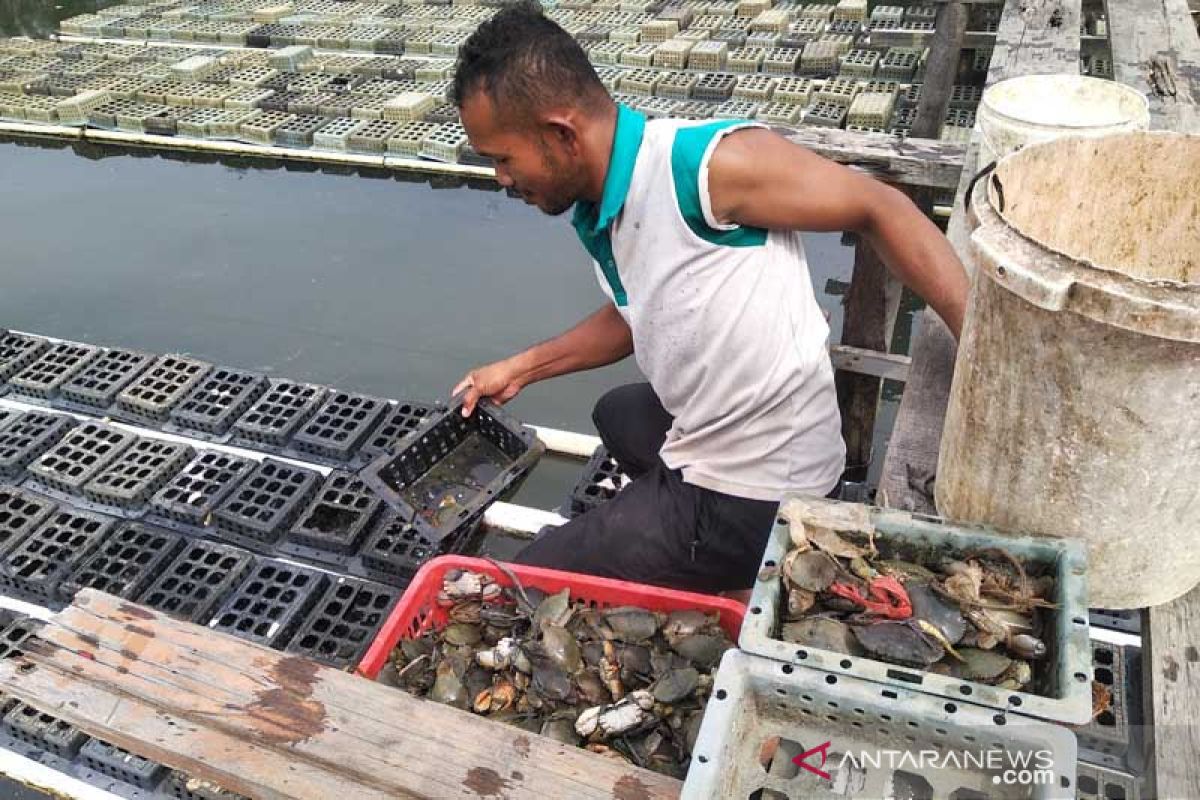 Harga kepiting soka turun hingga 90 ribu per kilogram