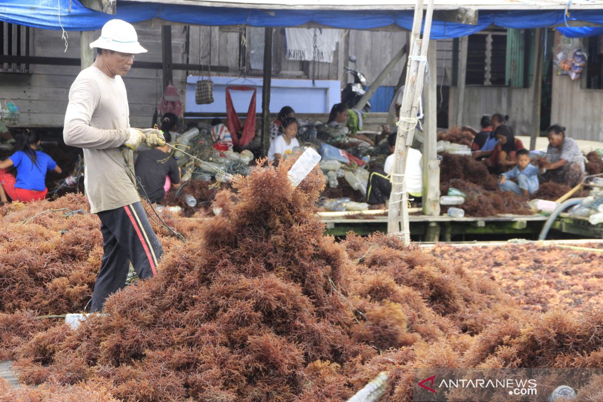 Ministry eyes for 10.99 million tons seaweed yield in 2020