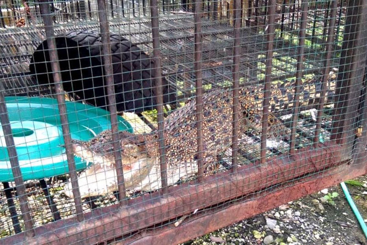 BKSDA terima seekor buaya dari warga