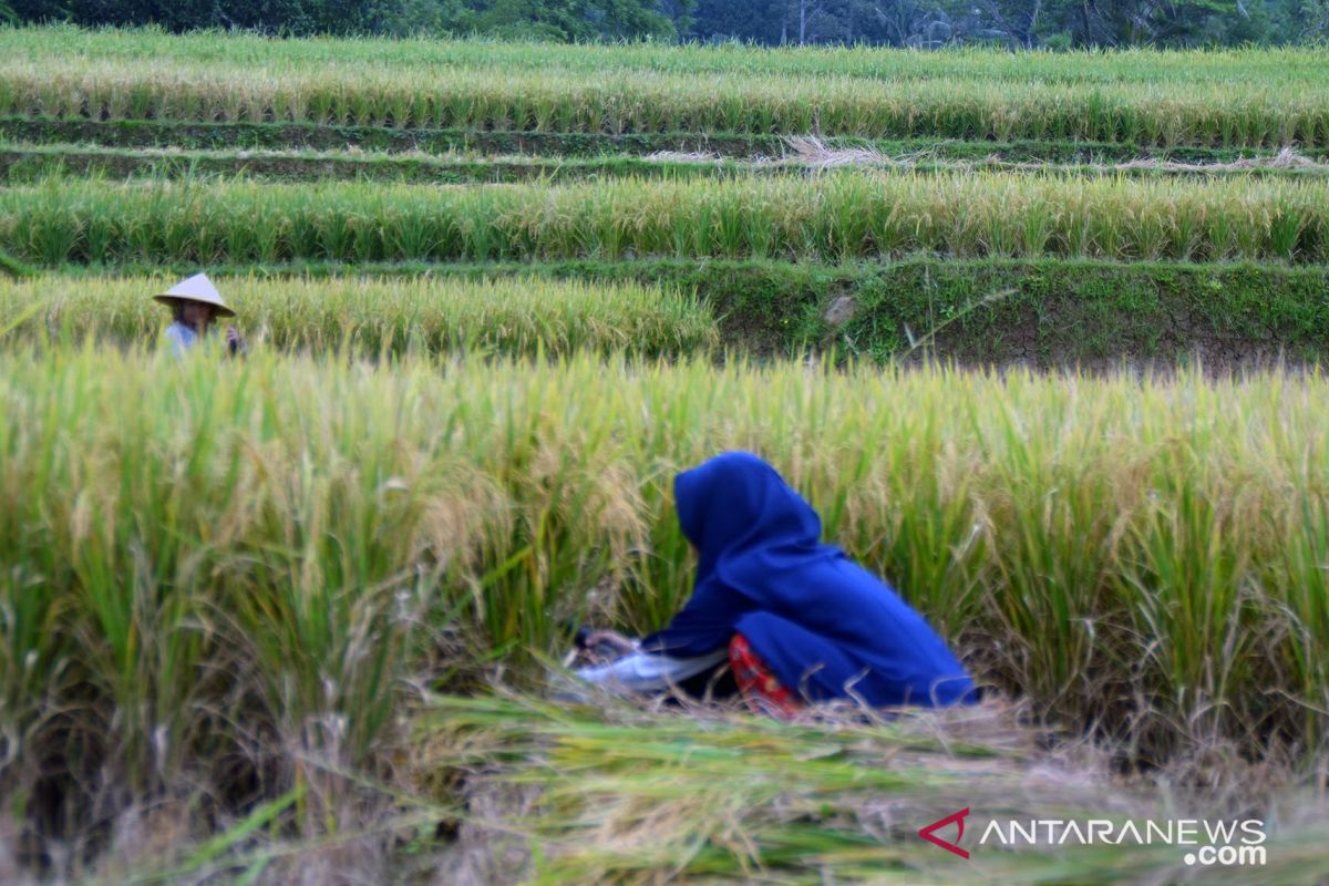 Ada empat kecamatan di Purwakarta masuk zona merah alih fungsi lahan sawah