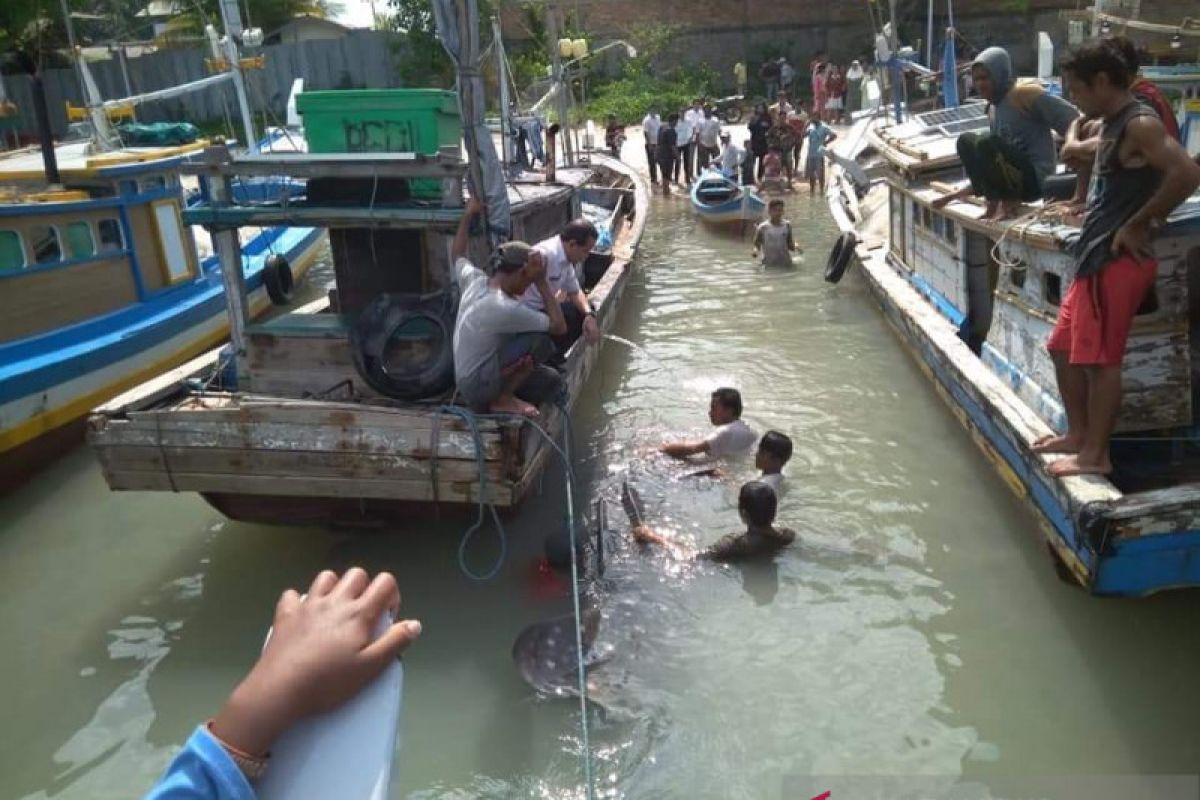 Nelayan Bangka Selatan temukan hiu terdampar