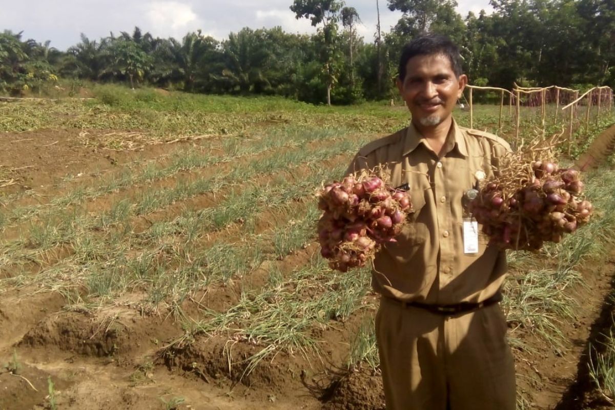 Distan Paser Berikan Bantuan Benih Bawang