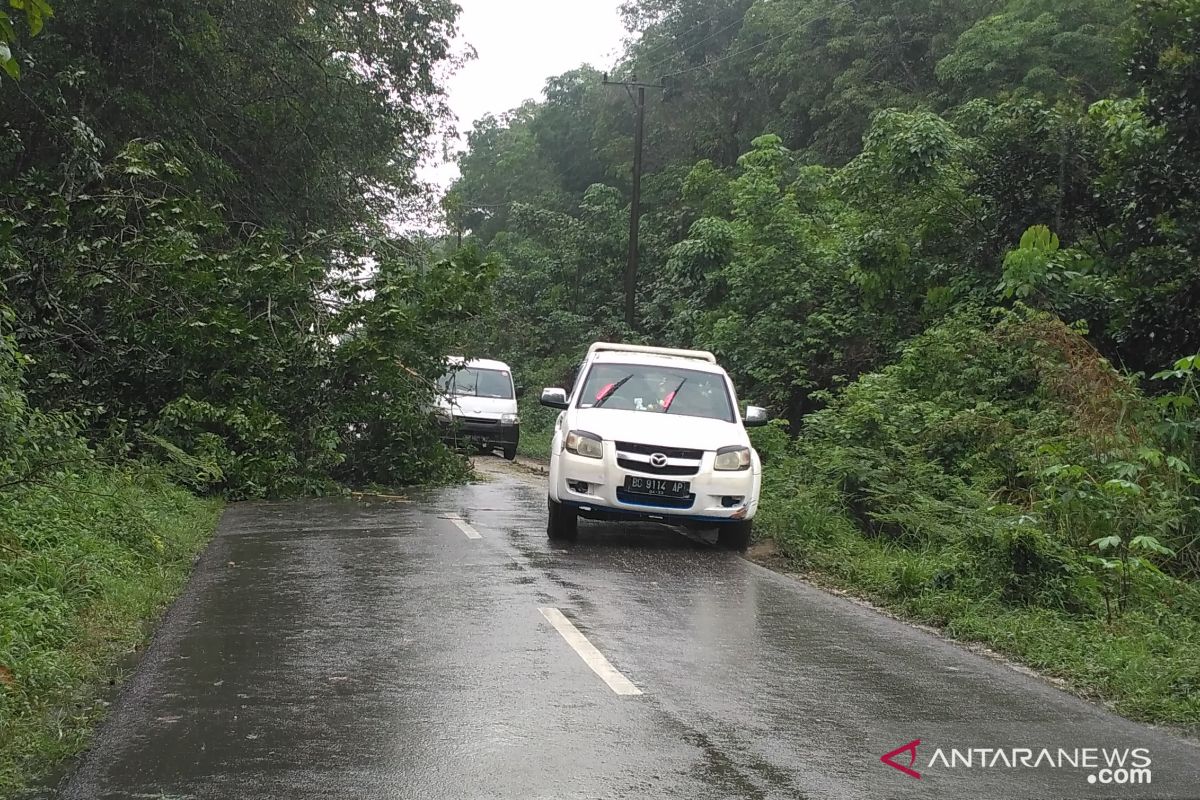Pohon tumbang nyaris tutup jalan Batanghari-Jambi lintas Ness
