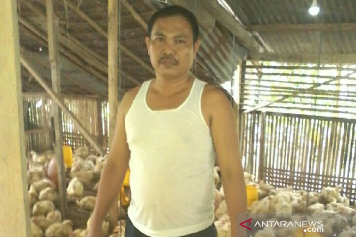 Akibat pasokan dari luar, puluhan peternak ayam di Nias terancam gulung tikar