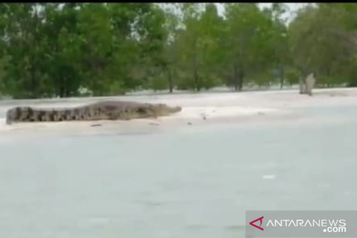 BKSDA berharap Pemda Babel keluarkan kebijakan  lindungi habitat buaya