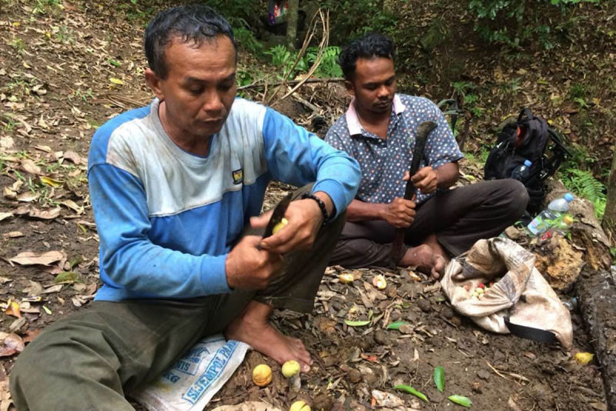 Petani keluhkan murahnya harga  pala