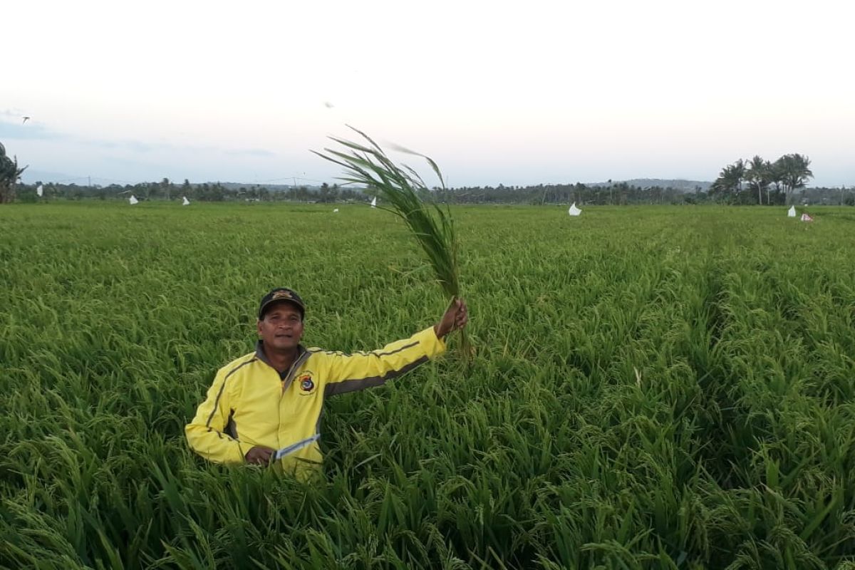 BUMDes bantu petani tingkatan produksi padi