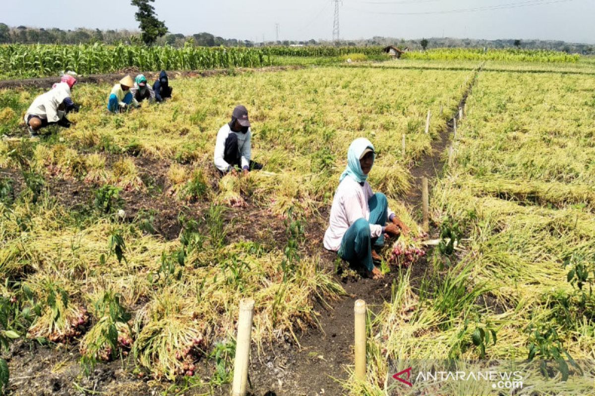 Dinas Pertanian Kulon Progo merekomendasikan gunakan biji bawang merah