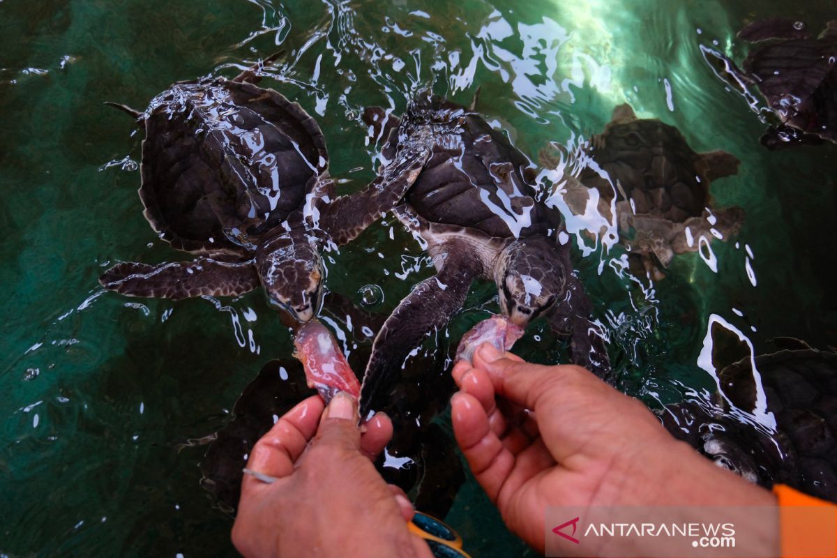 Polsek Denpasar Selatan buru pencuri penyu di Sanur