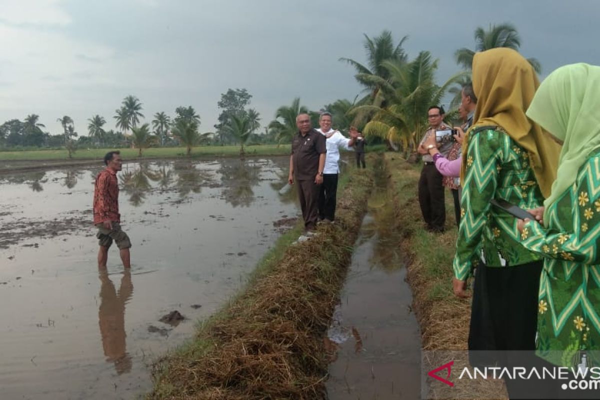 Kubu Raya jadikan tanam padi program wisata milenial