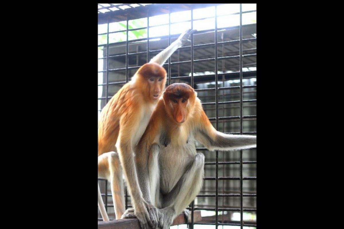 SBI team rescues endangered male proboscis monkey in South Kalimantan