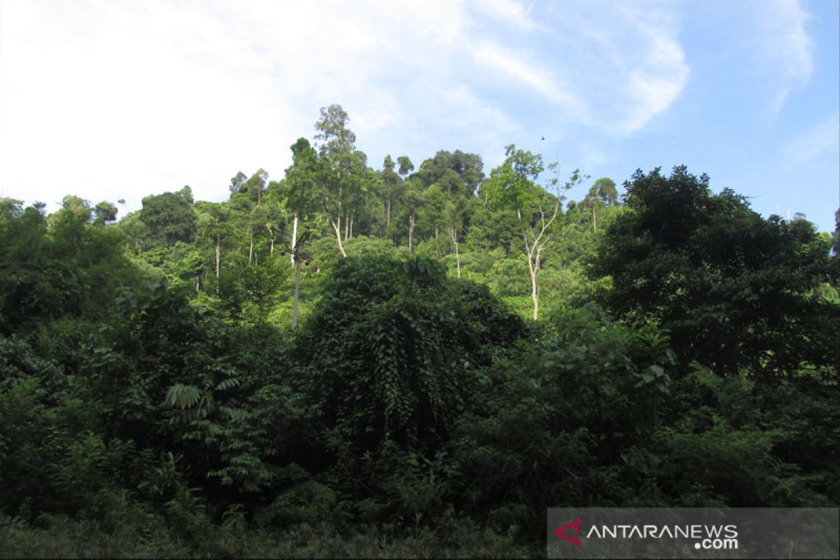 Akademisi: Pengelolaan hutan harus seimbang ekonomi dan lingkungan