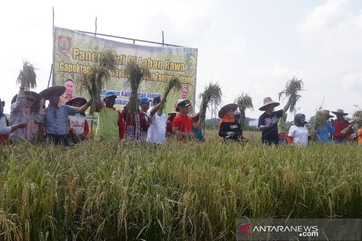 Panen padi perdana di lahan rawa gambut Palangka Raya