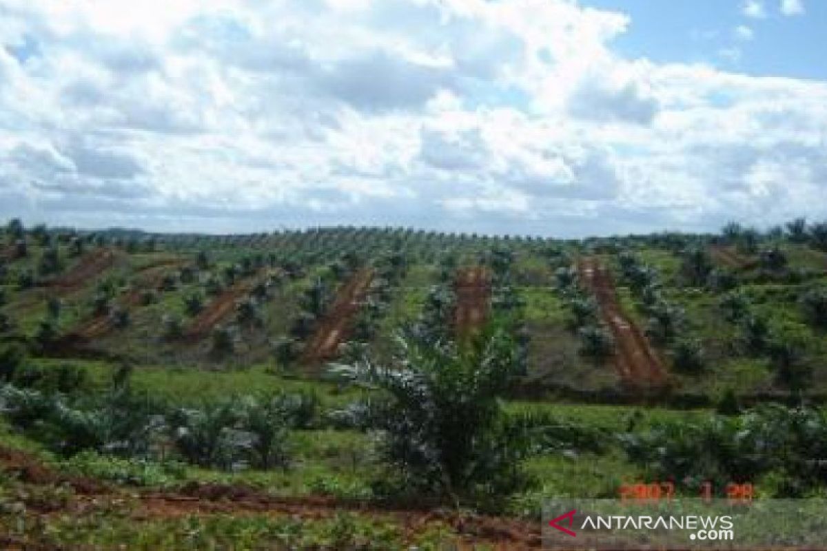 Pemerintah Kabupaten Bangka Selatan akan remajakan 500 hektare sawit masyarakat