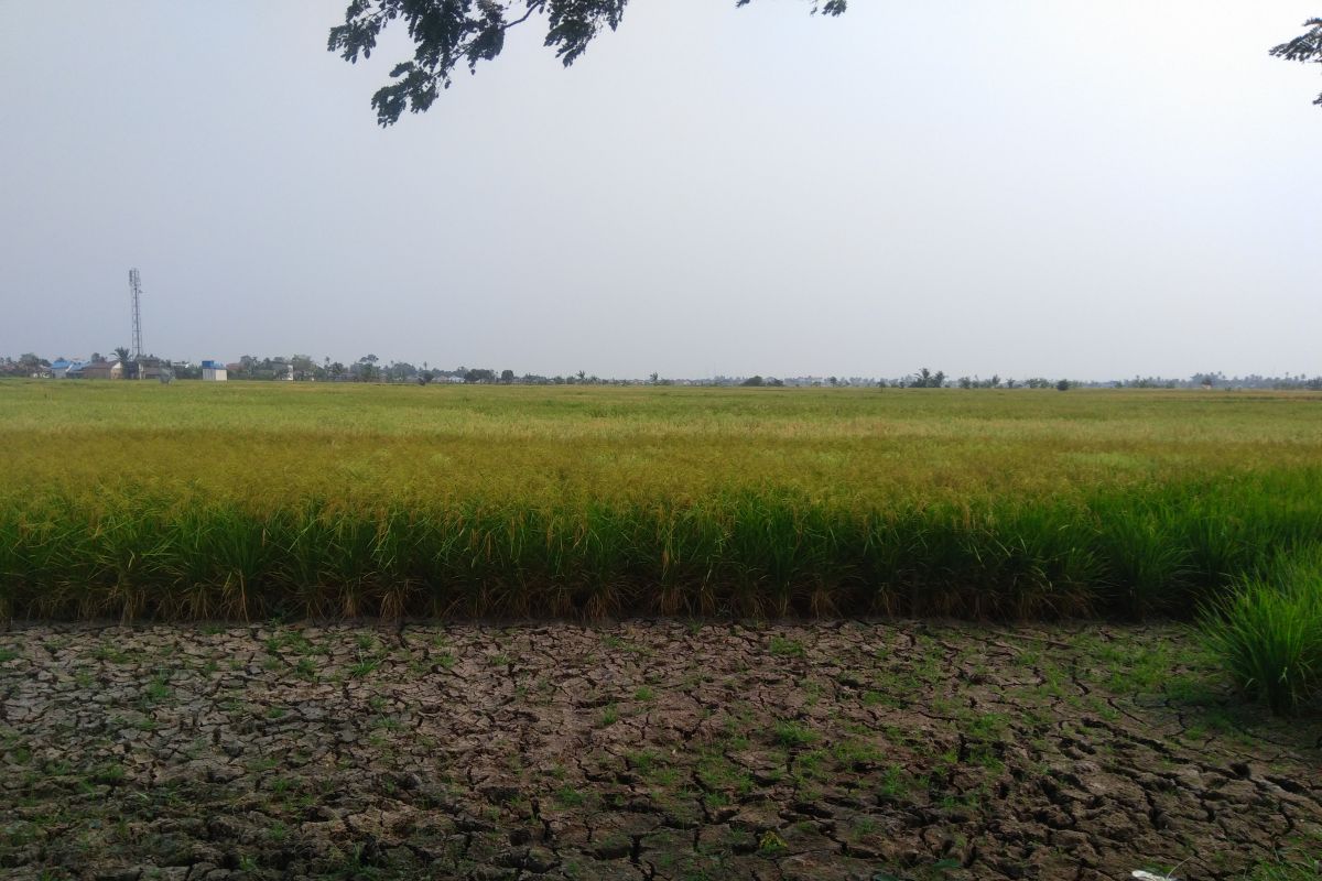 Petani HST Kalsel terlambat turun ke sawah