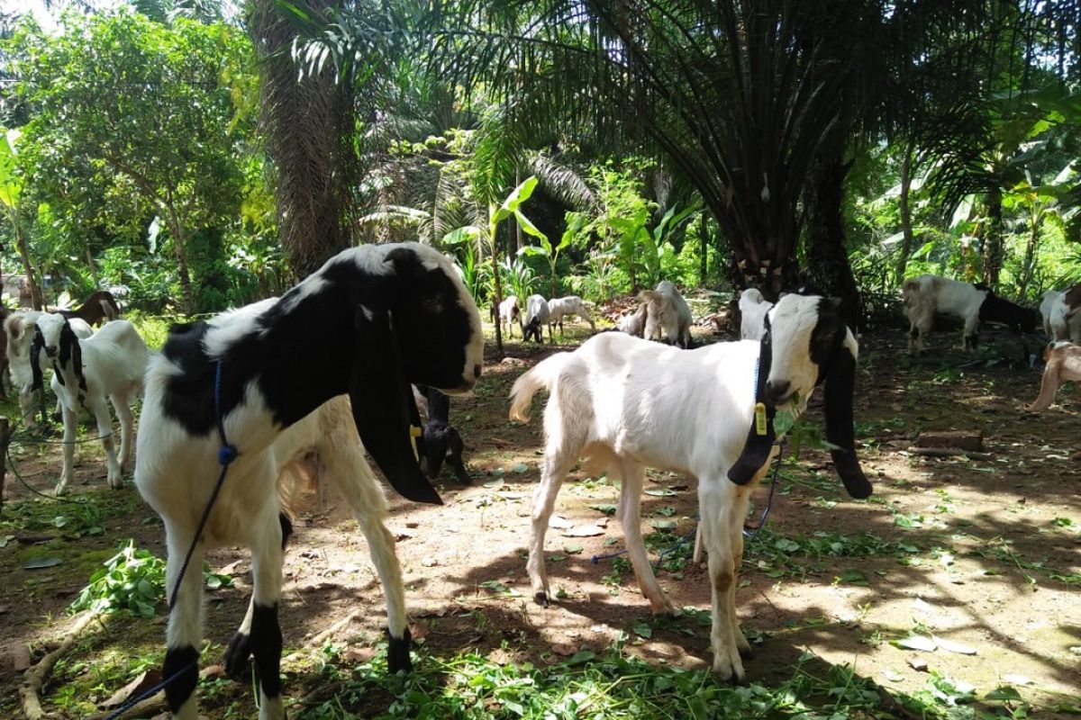 Pemda Mukomuko beli puluhan kambing untuk petani